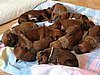 Puppies - Litter 